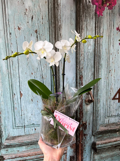 Miniature double spike orchid in glass container