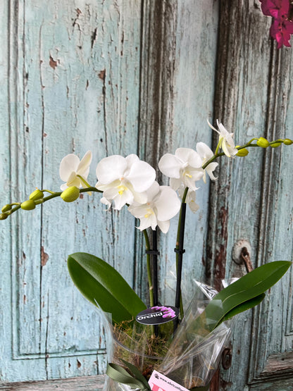 Miniature double spike orchid in glass container