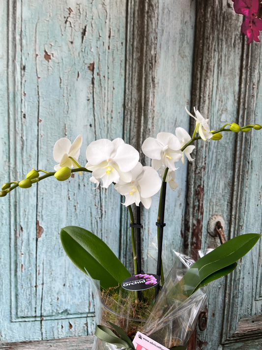 Miniature double spike orchid in glass container