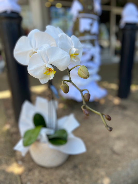 Phalaenopsis Orchid plant in basket